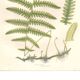 Antique botanical illustration, 1889 - Marsh fern by A. Pratt. Engraving