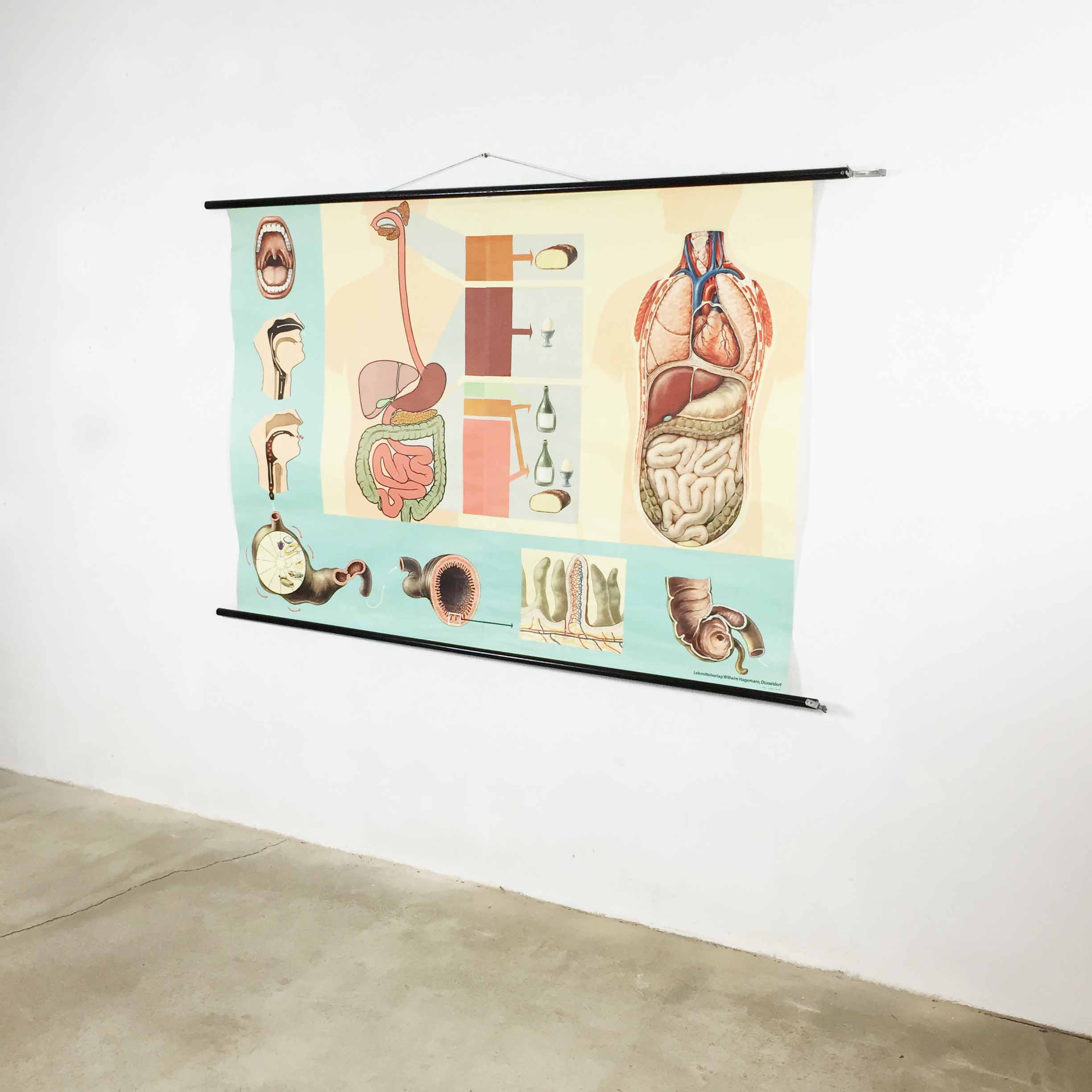 Educational pull-down Jung Koch school map human anatomy chart