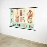Educational pull-down Jung Koch school map human anatomy chart