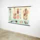 Educational pull-down Jung Koch school map human anatomy chart