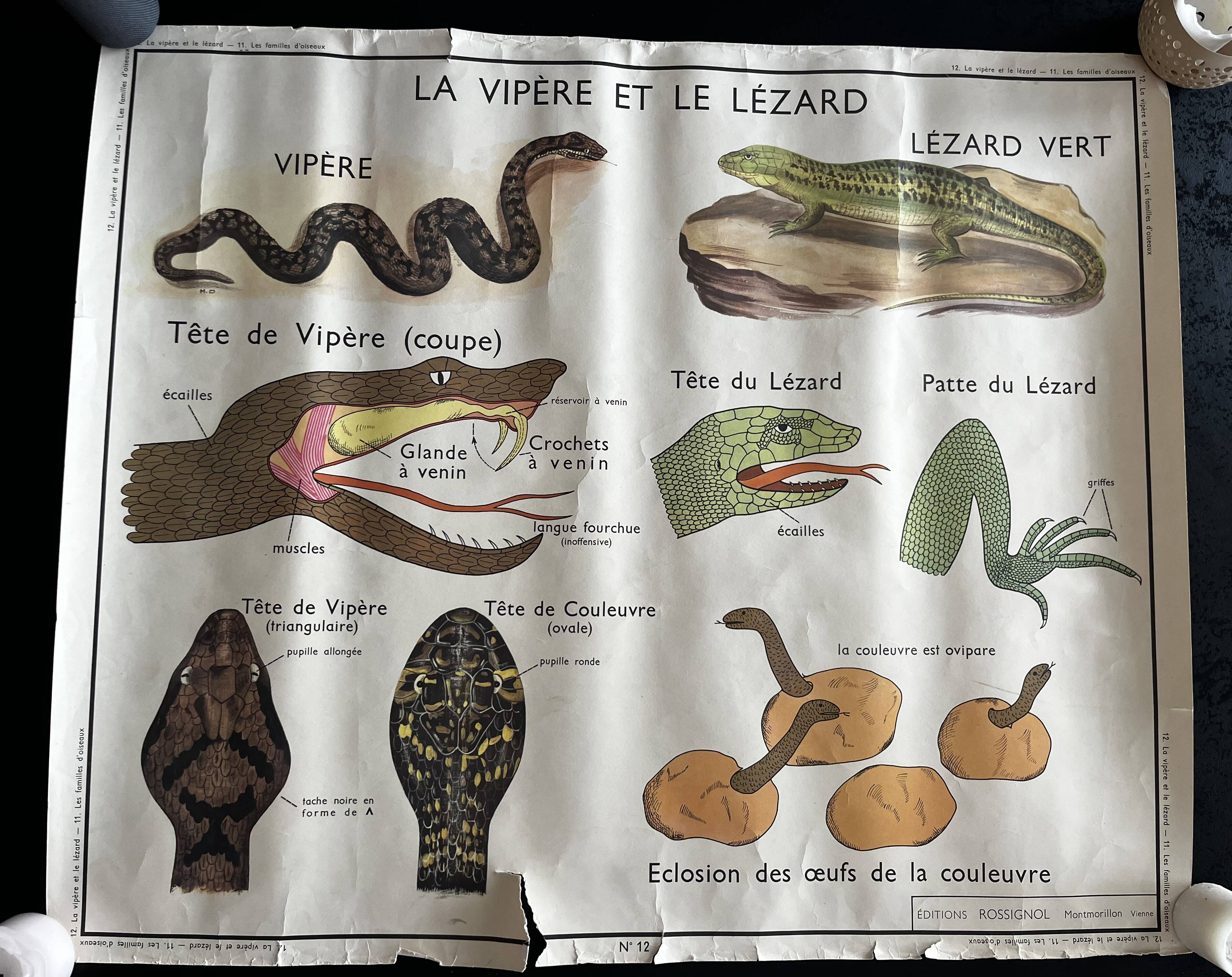 Old school poster Rossignol – Viper & Lizard / Bird families