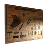 Botanical school board