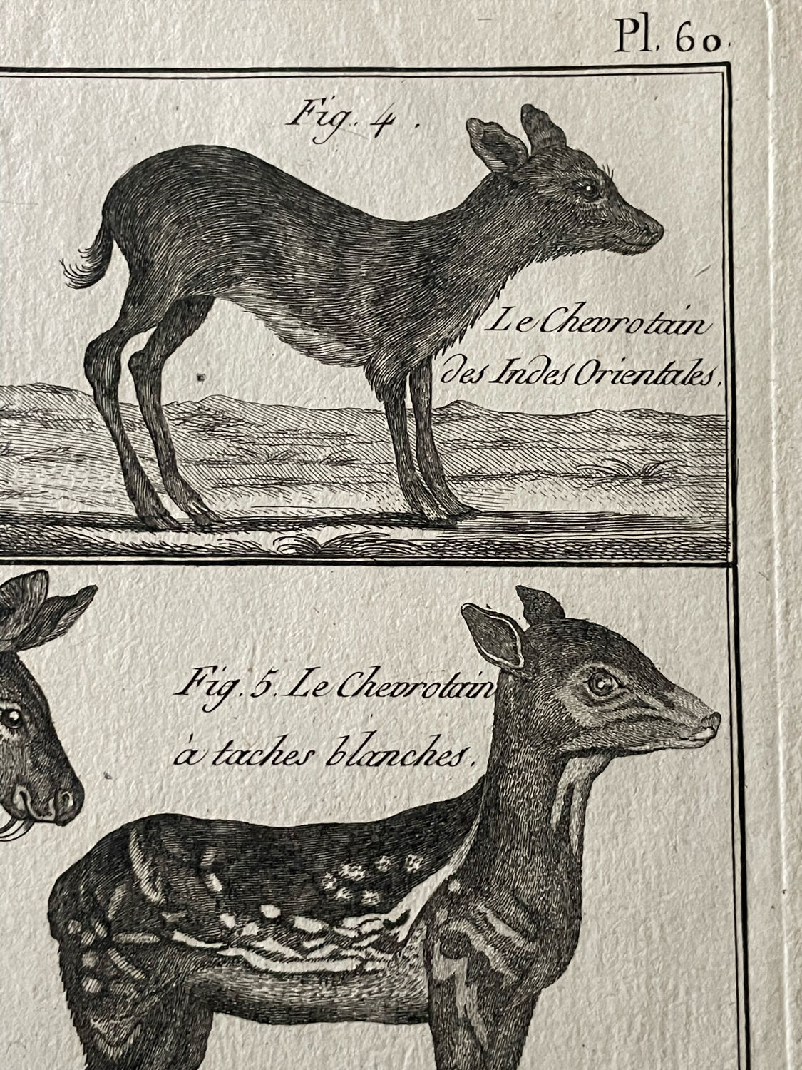 Gravure Livre ancien XVIIIe Buffon, Bonnaterre, Histoire naturelle, Quadrupèdes, Mammifères