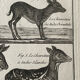Gravure Livre ancien XVIIIe Buffon, Bonnaterre, Histoire naturelle, Quadrupèdes, Mammifères