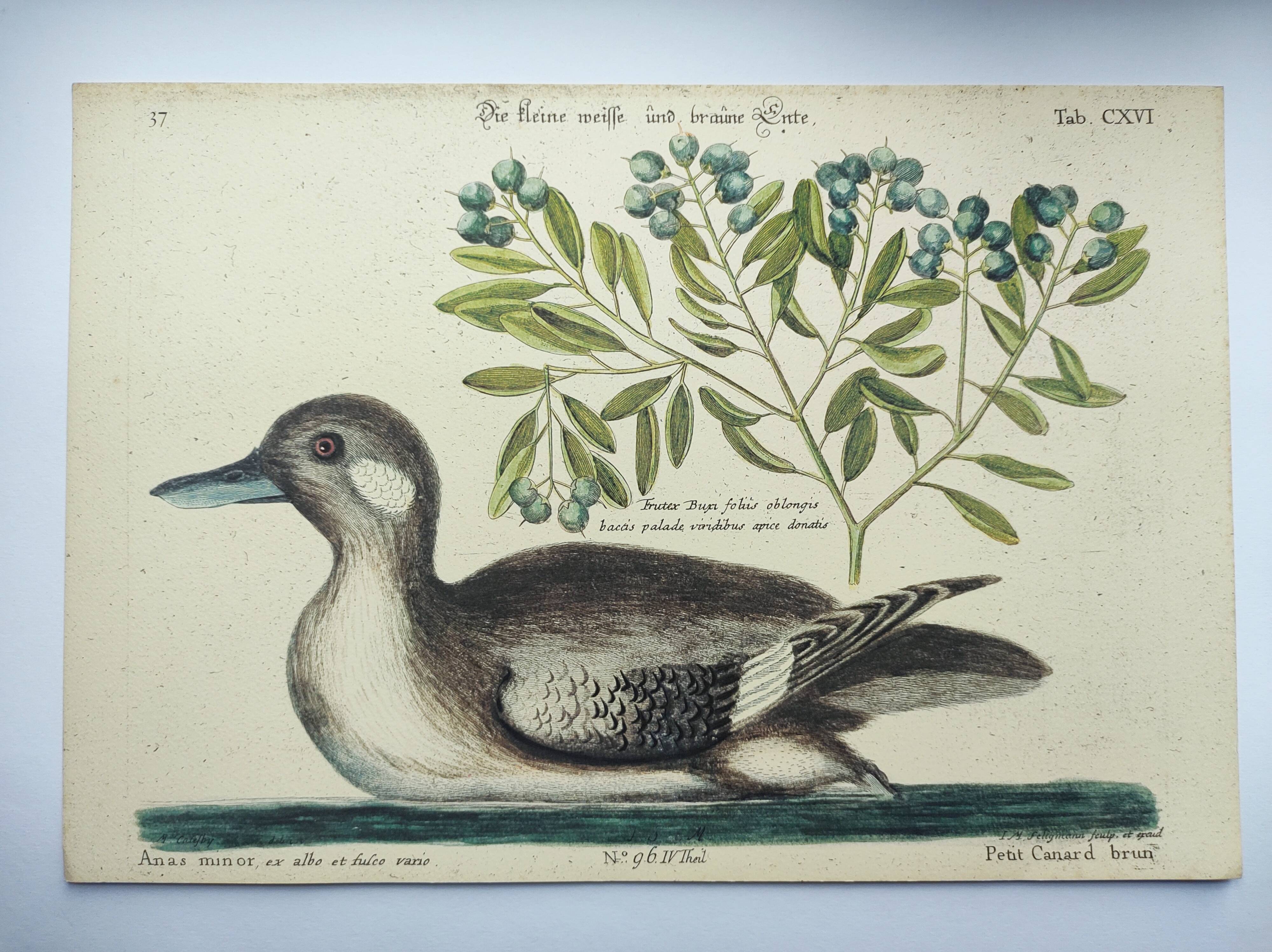 Antique bird engraving - Brown Duck - Seligmann plate nature image