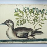 Antique bird engraving - Brown Duck - Seligmann plate nature image