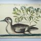 Gravure ancienne oiseau -Canard Brun- Planche de Seligmann image nature