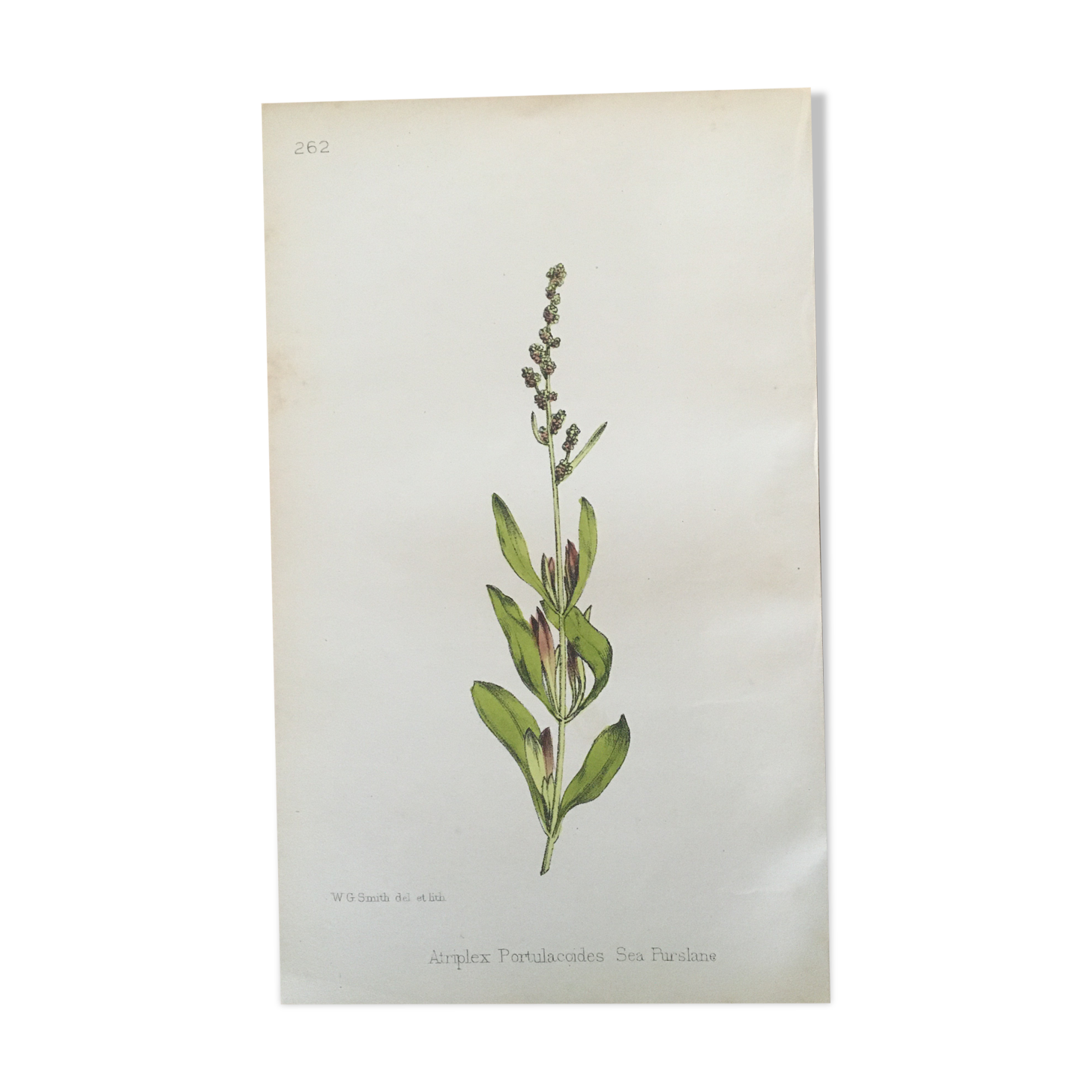 Botanical plank, 1880