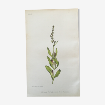 Planche botanique, 1880