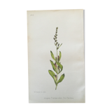 Botanical plank, 1880