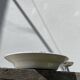 Round hollow ceramic dish with Saint Amand flower