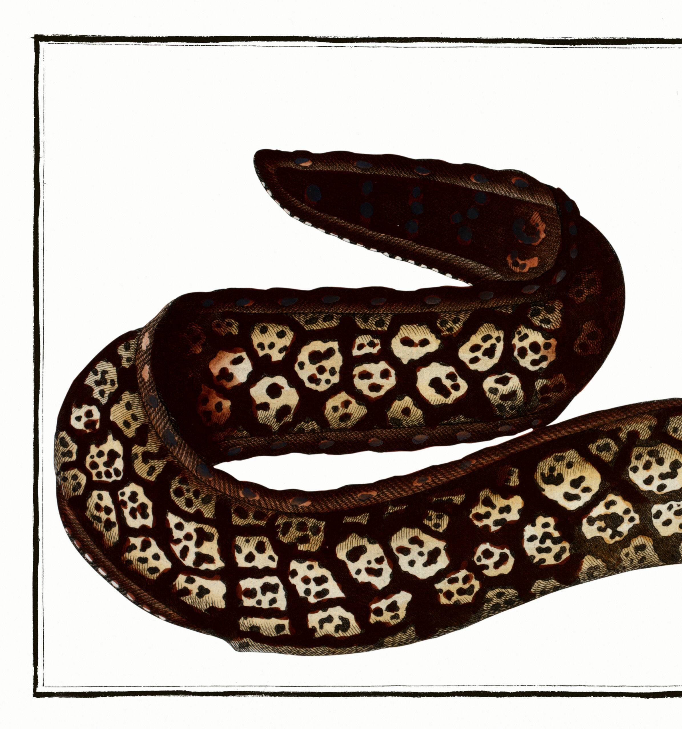 Poster about the moray eel, based on an old engraving from 1746.