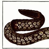 Poster about the moray eel, based on an old engraving from 1746.