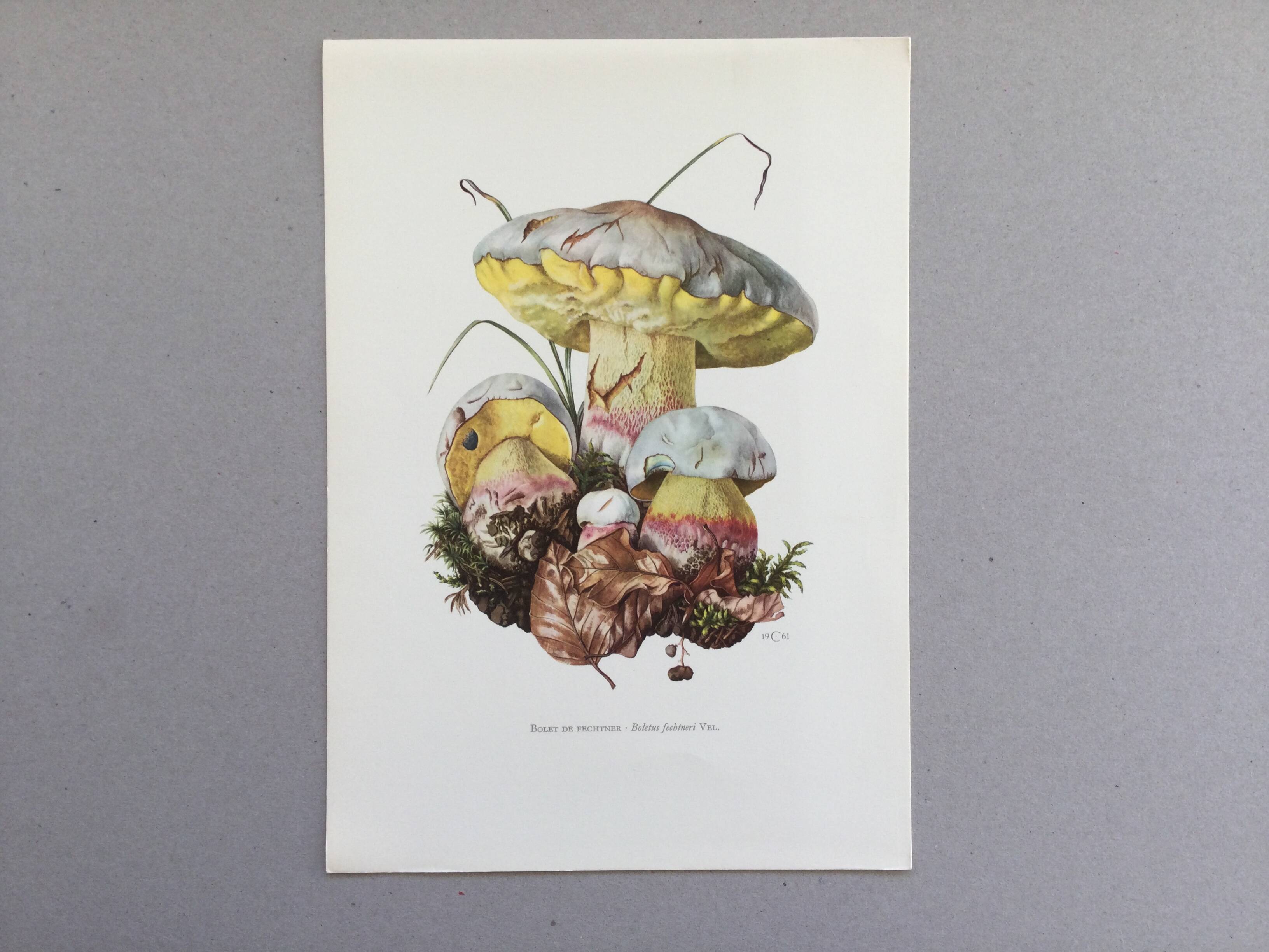 Botanical Illustration Mushrooms Fechtner's Bolete Vintage Print 60s