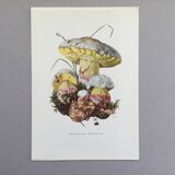 Botanical Illustration Mushrooms Fechtner's Bolete Vintage Print 60s