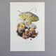 Botanical Illustration Mushrooms Fechtner's Bolete Vintage Print 60s