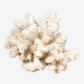 White coral branch 16cm