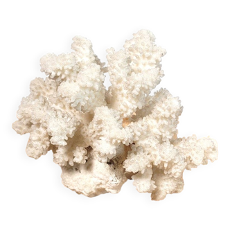 Branche de corail blanc 16cm