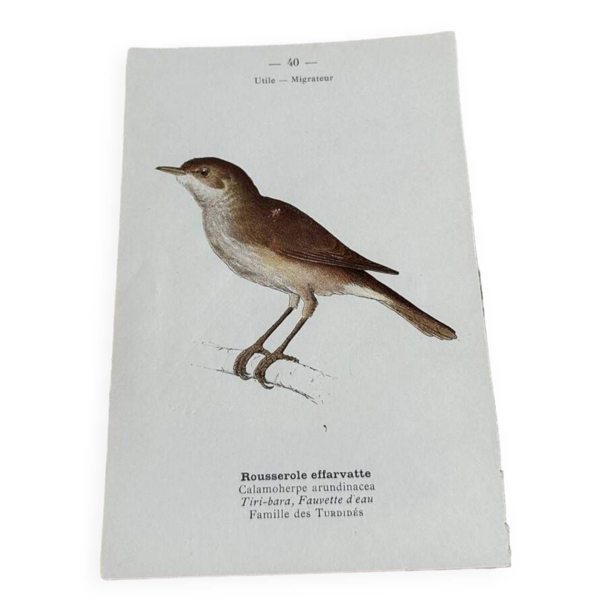 Gravure botanique ancienne planche naturaliste oiseaux 1903