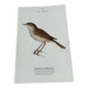 Gravure botanique ancienne planche naturaliste oiseaux 1903