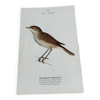 Gravure botanique ancienne planche naturaliste oiseaux 1903