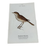 Gravure botanique ancienne planche naturaliste oiseaux 1903