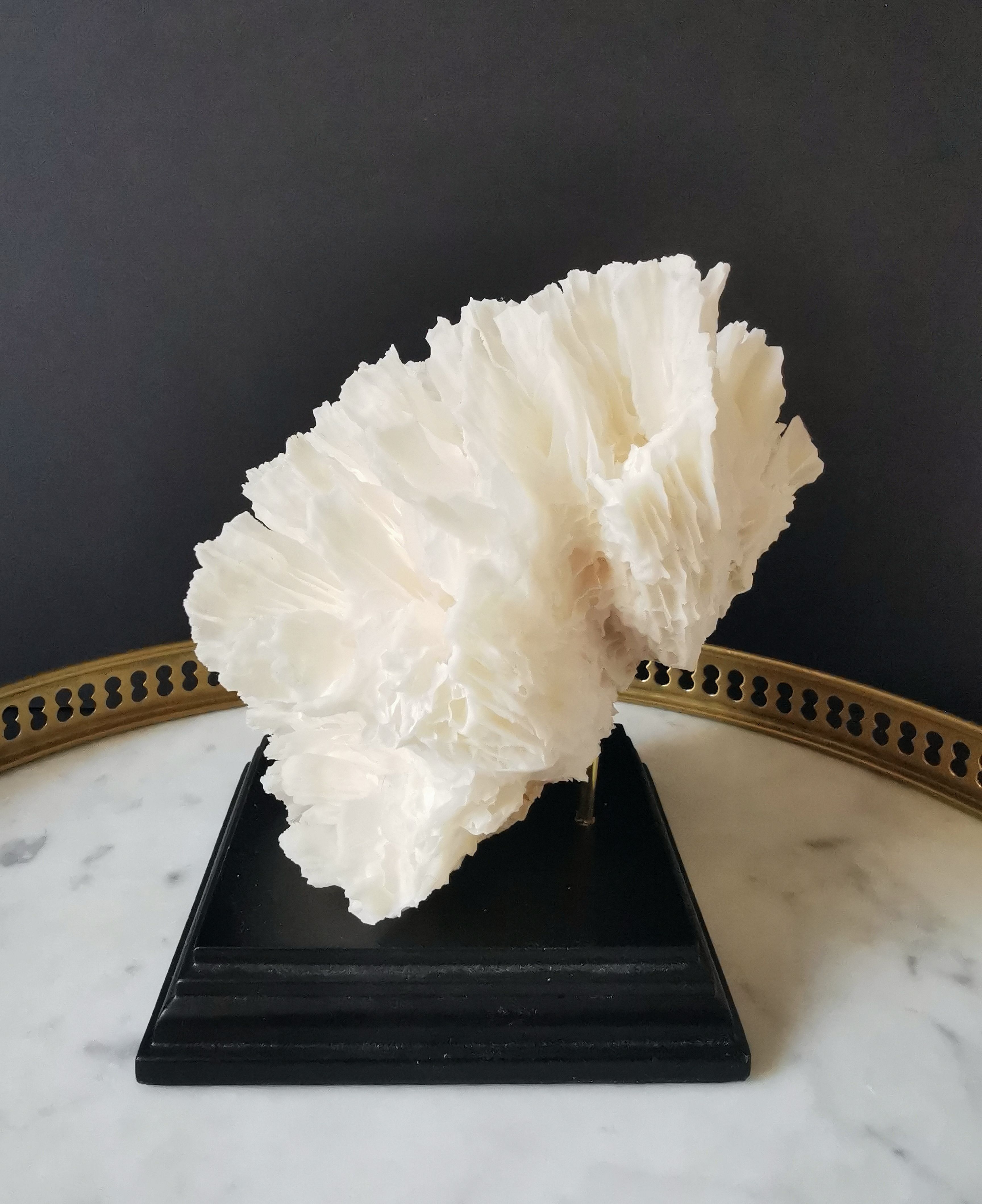 Old coral lace on black wood base. h. 12.5cm