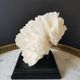 Old coral lace on black wood base. h. 12.5cm