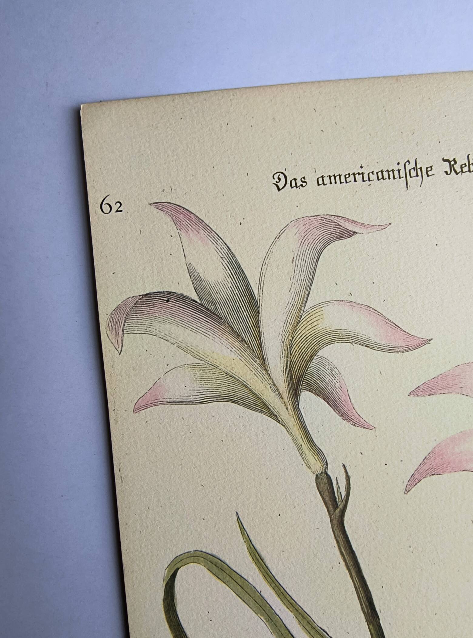 Bird engraving - American Partridge - Old plate by Seligman and flower