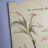 Bird engraving - American Partridge - Old plate by Seligman and flower