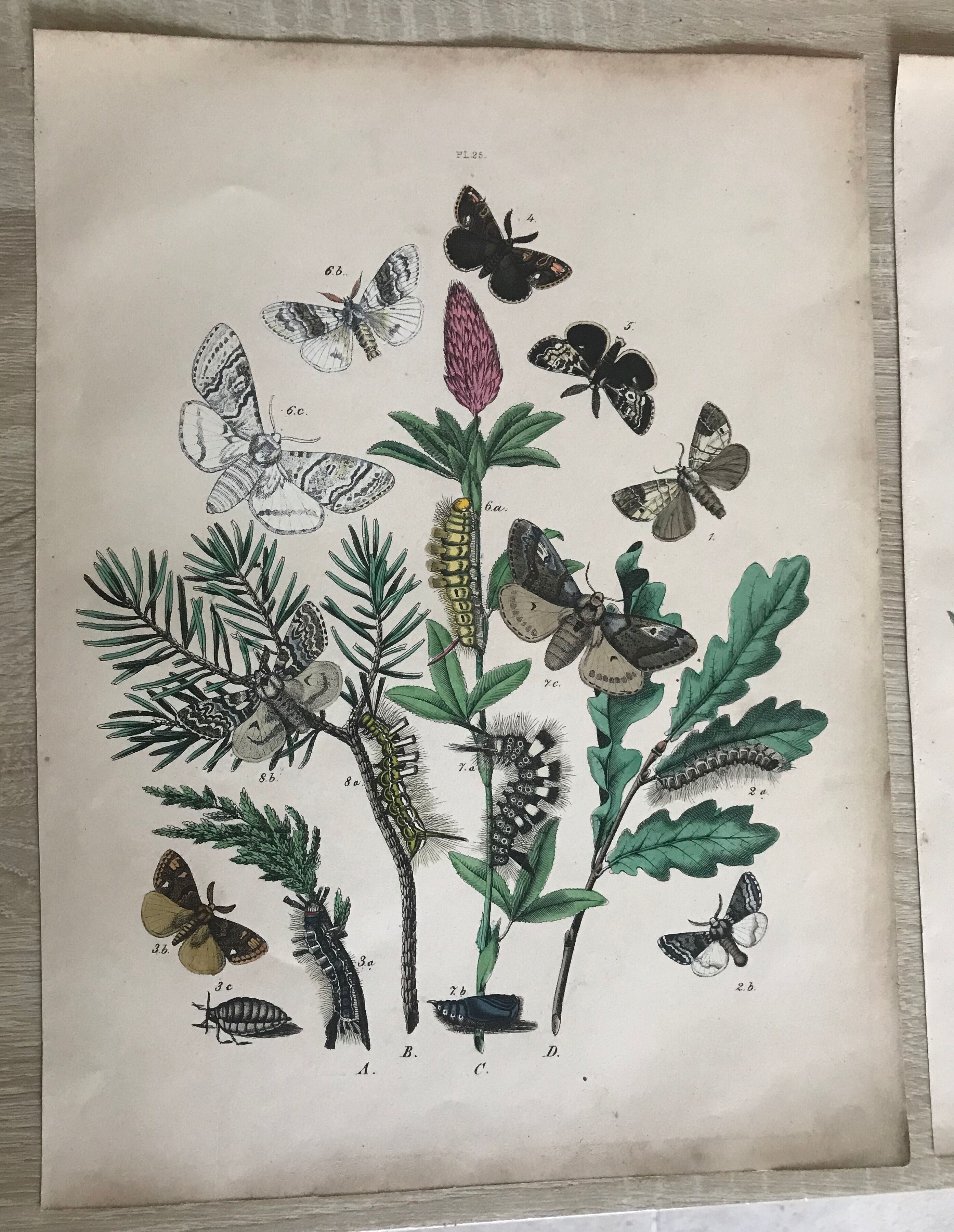 Flower and butterfly boards 1876