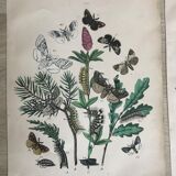 Flower and butterfly boards 1876