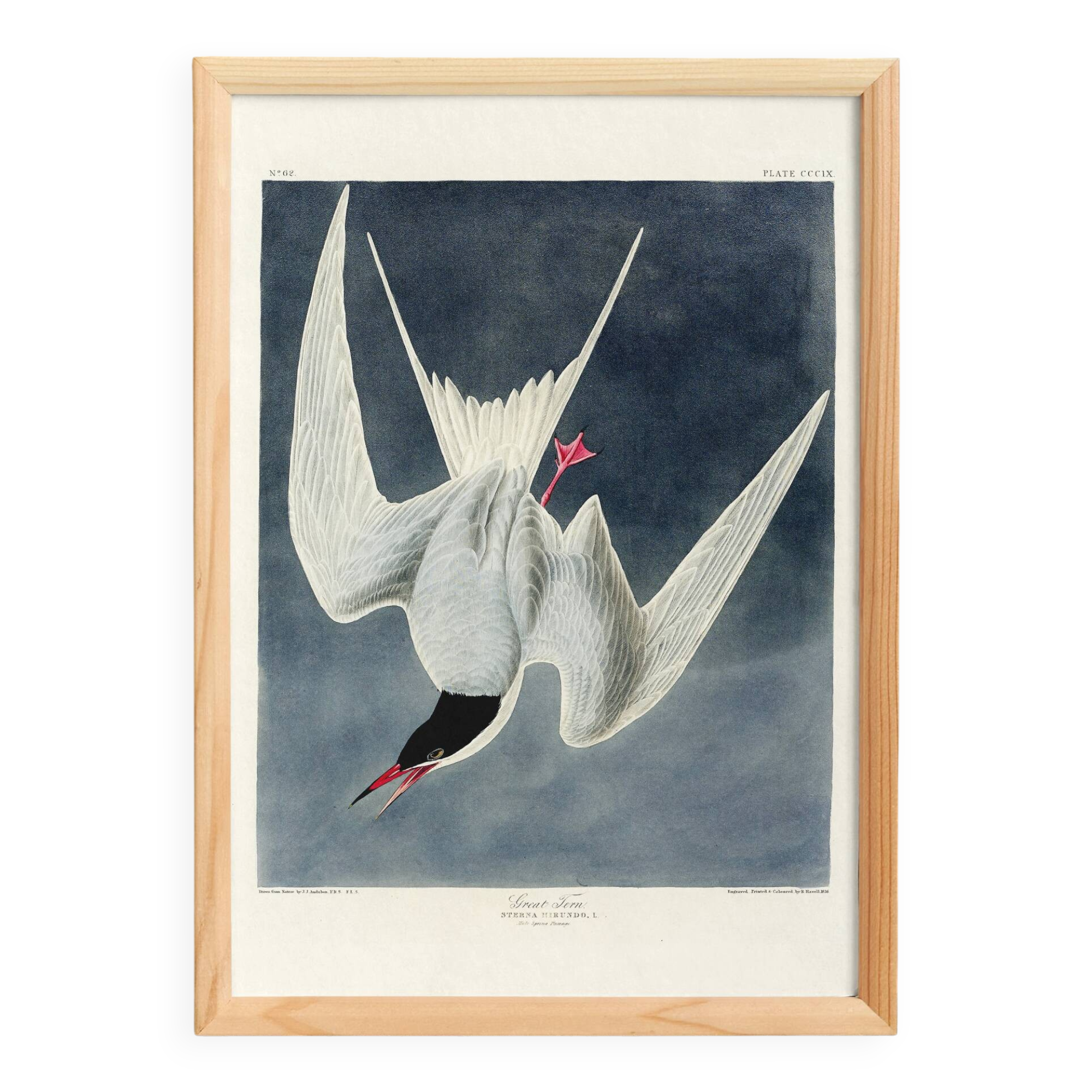 Poster about the Common Tern, based on an old engraving from 1827.