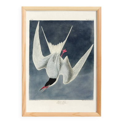Affiche sur la Sterne pierregarin, d’après une gravure ancienne de 1827.