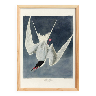 Poster about the Common Tern, based on an old engraving from 1827.