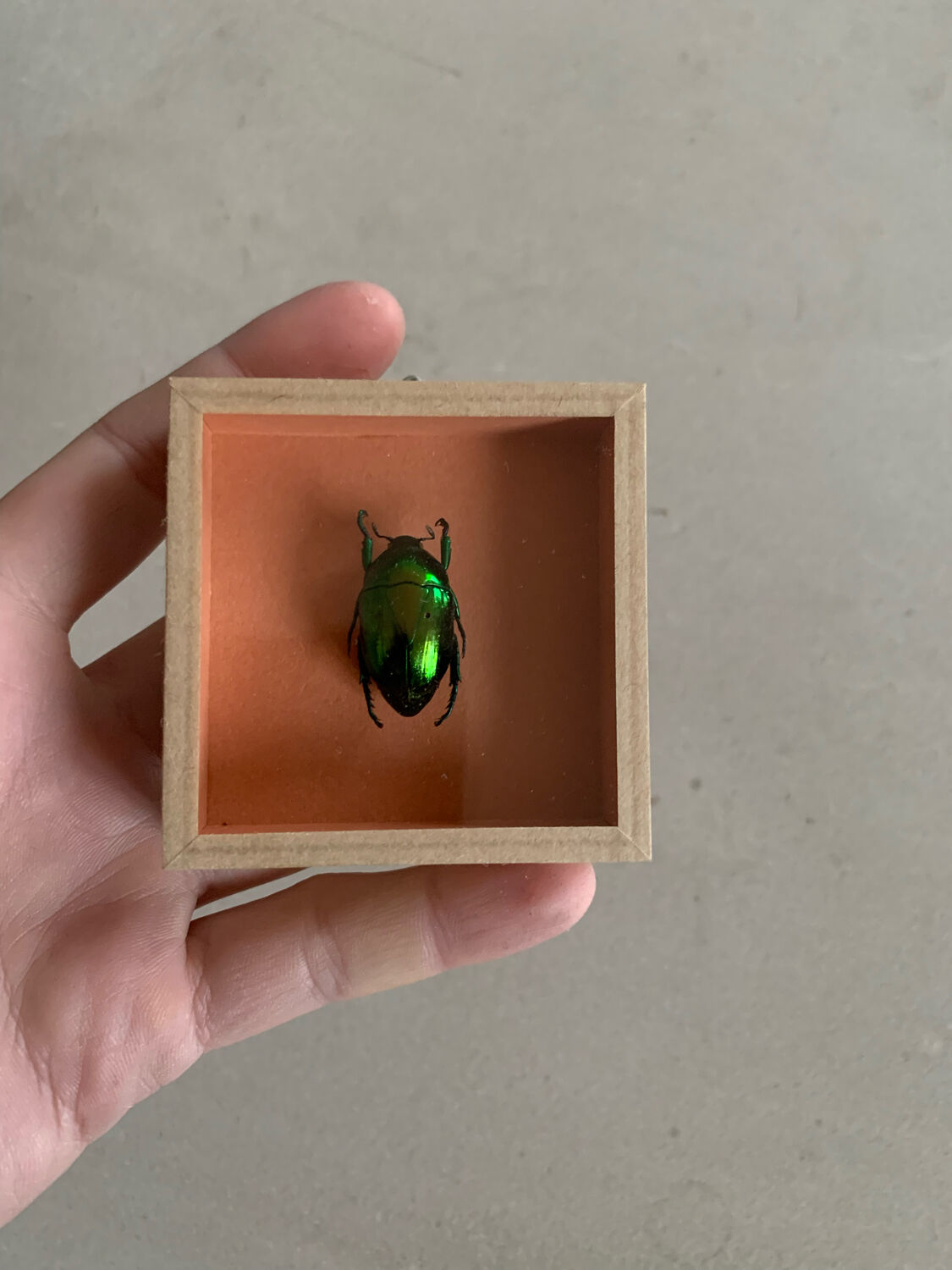 Scrabée naturalisé sous verre