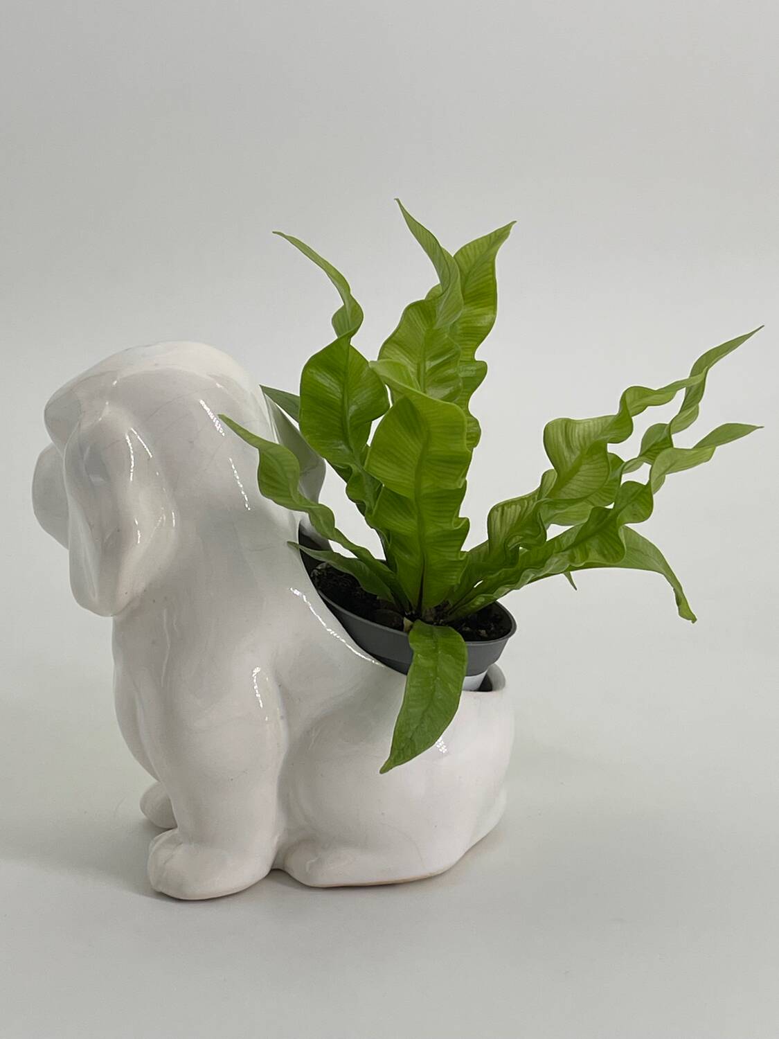 Cache pot chien en porcelaine blanc vintage