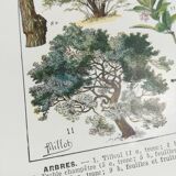 Lithograph on trees from 1928 "linden"