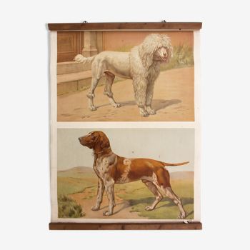Educational poster dogs 1879