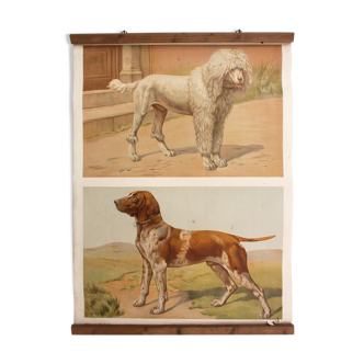 Affiche pédagogique chiens 1879