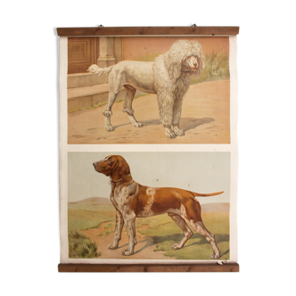 Educational poster dogs 1879