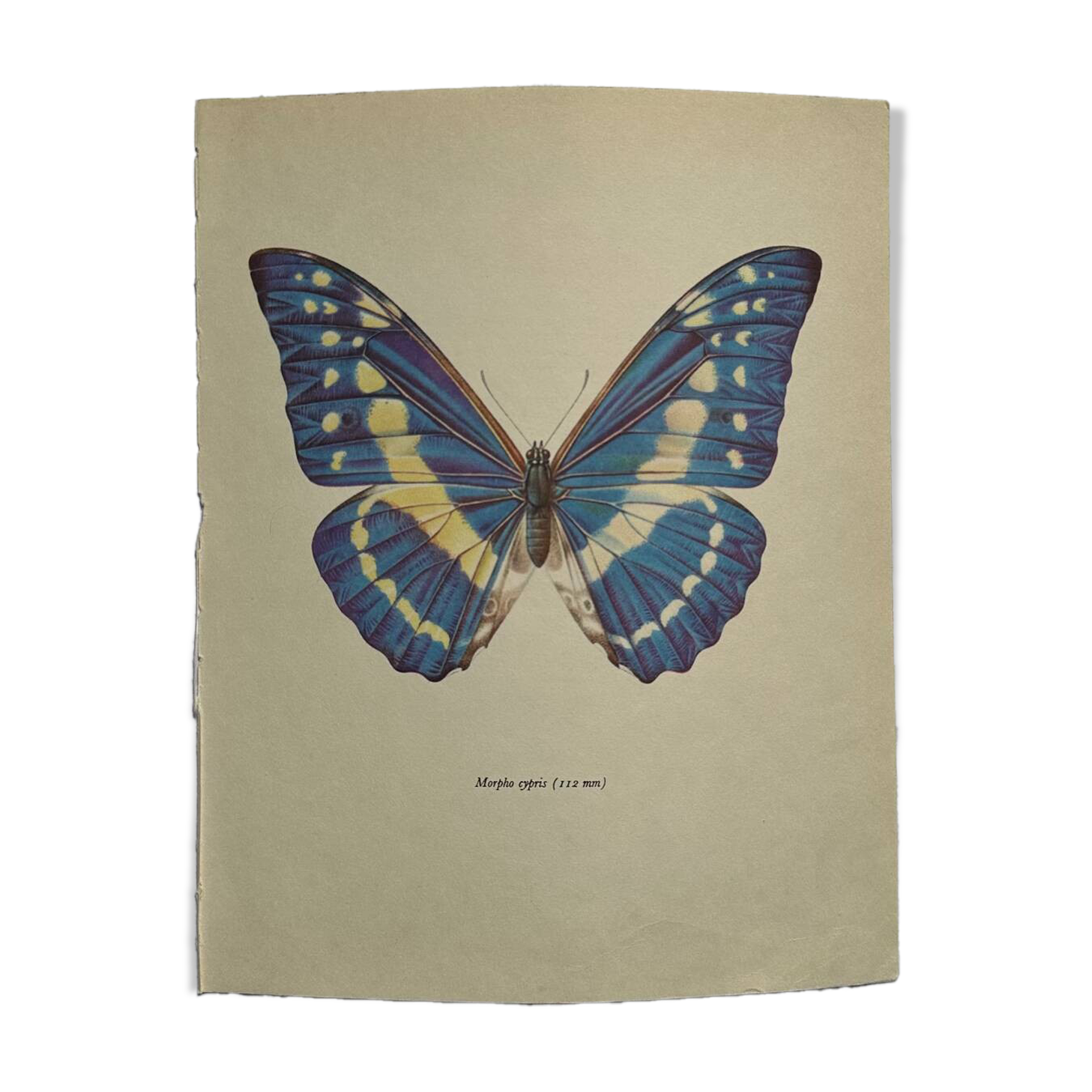 Antique Butterfly Print – Vintage Naturalist Lithograph