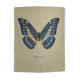 Antique Butterfly Print – Vintage Naturalist Lithograph