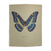 Antique Butterfly Print – Vintage Naturalist Lithograph