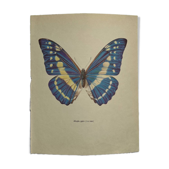 Gravure Ancienne de Papillon – Lithographie Naturaliste Vintage