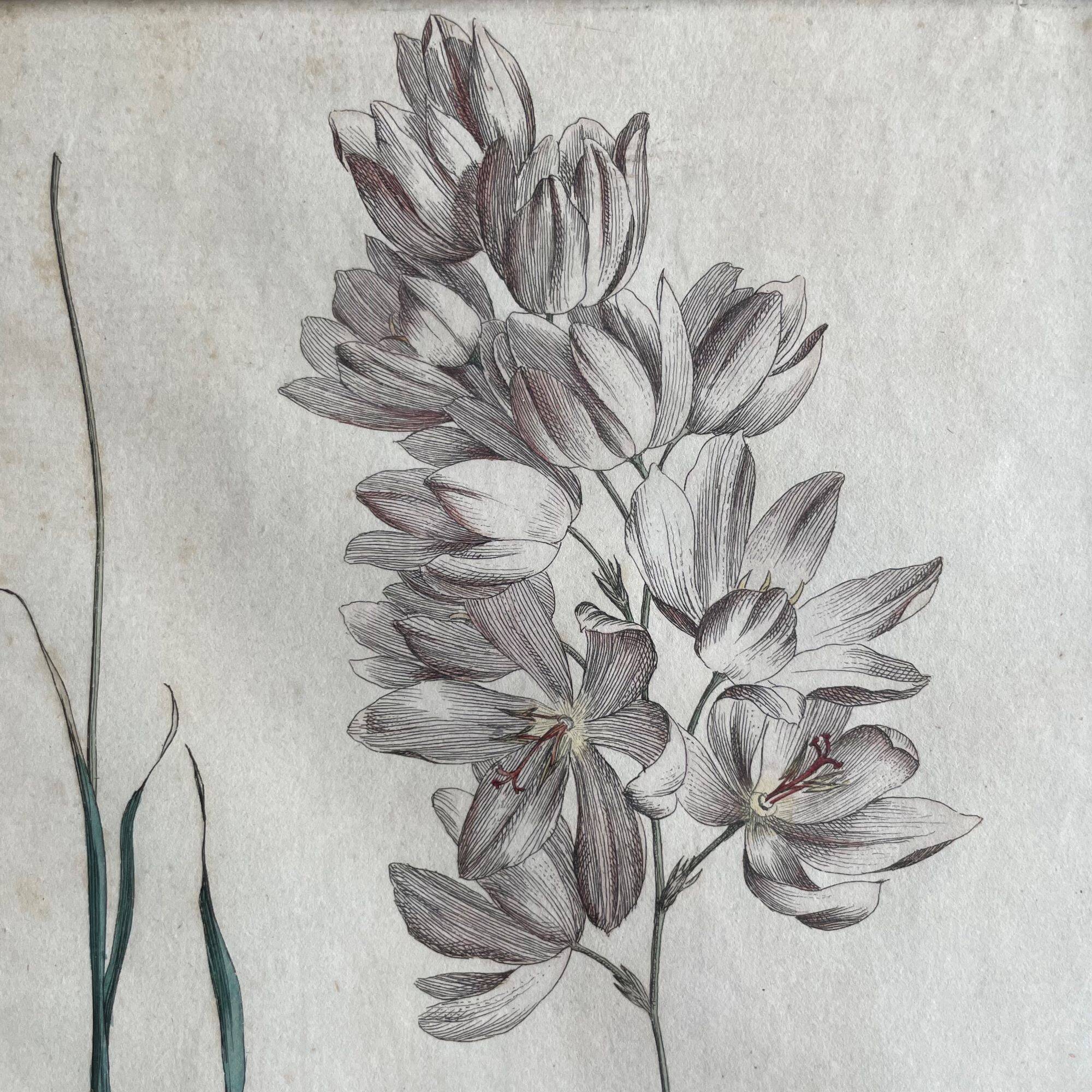 Set of 2 antique botanical drawings, prints, 1st half 20th century
