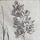 Set of 2 antique botanical drawings, prints, 1st half 20th century