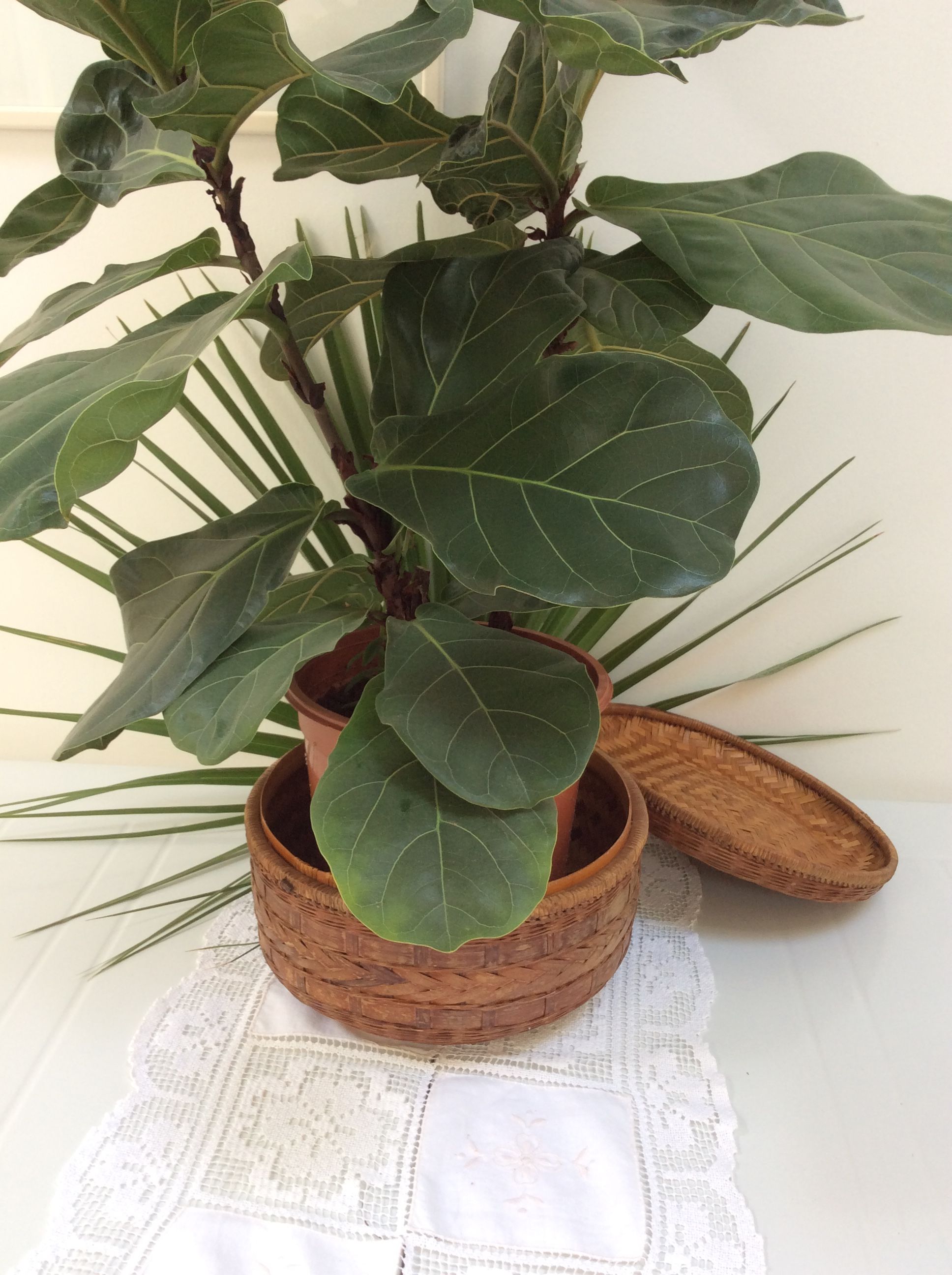 Basket with lid  vintage round