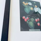 Framed lithograph raspberries
