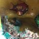 Vallauris fish lamp